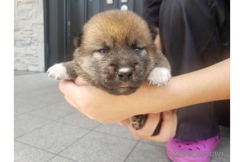 成約済の長崎県の柴犬-190285の3枚目