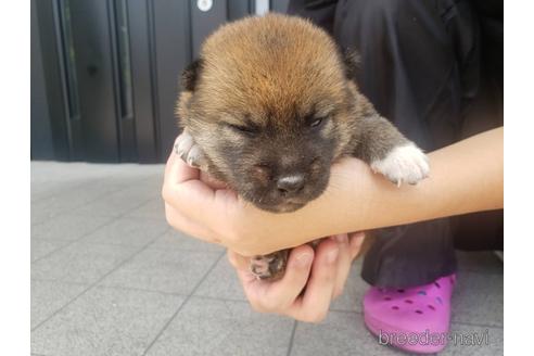 成約済の長崎県の柴犬-190285の5枚目