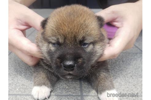 成約済の長崎県の柴犬-190285の4枚目