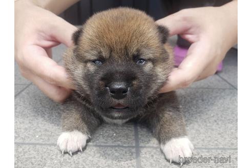 成約済の長崎県の柴犬-190285の1枚目