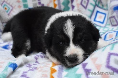 成約済の三重県のボーダーコリー-190287の4枚目