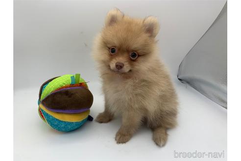 東京都でポメラニアンの子犬を探す ブリーダーナビ 東京都でポメラニアンの子犬を探す ブリーダーナビ