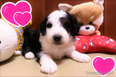 成約済の茨城県のミックス犬-190320の1枚目