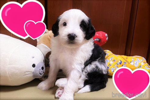 成約済の茨城県のミックス犬-190322の2枚目