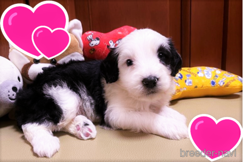 成約済の茨城県のミックス犬-190322の1枚目