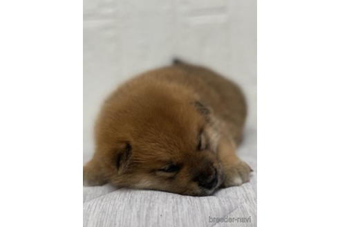 成約済の徳島県の柴犬-190329の3枚目
