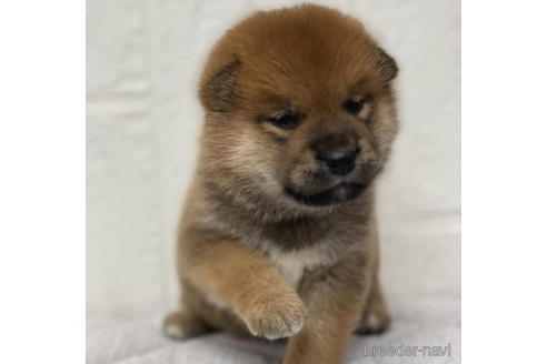 成約済の徳島県の柴犬-190329の1枚目