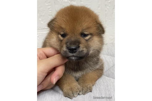 成約済の徳島県の柴犬-190329の4枚目