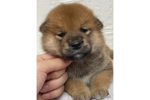 成約済の徳島県の柴犬-190329の2枚目