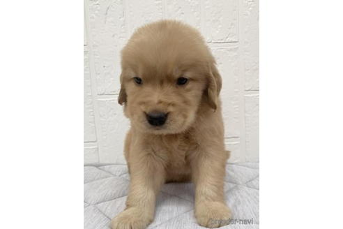 成約済の徳島県のゴールデンレトリーバー-190333の2枚目