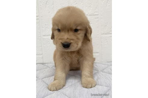 成約済の徳島県のゴールデンレトリーバー-190333の3枚目