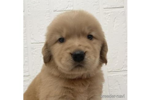 成約済の徳島県のゴールデンレトリーバー-190333の4枚目