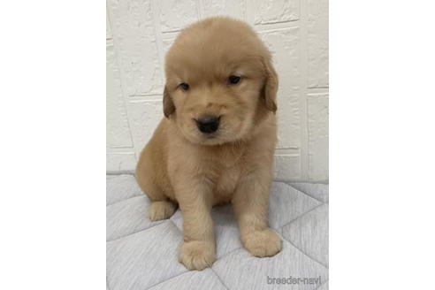 成約済の徳島県のゴールデンレトリーバー-190333の5枚目