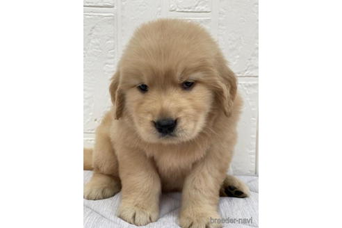 成約済の徳島県のゴールデンレトリーバー-190335の2枚目