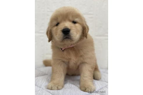 成約済の徳島県のゴールデンレトリーバー-190335の3枚目