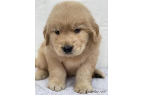 成約済の徳島県のゴールデンレトリーバー-190335の4枚目