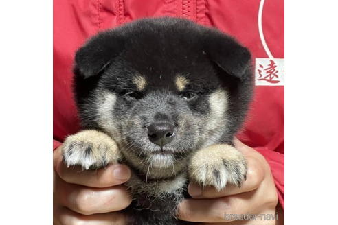 成約済の千葉県の柴犬-190339の1枚目