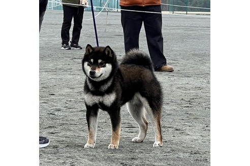 成約済の千葉県の柴犬-190339の3枚目