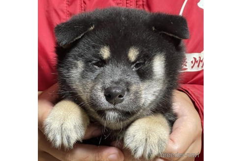 成約済の千葉県の柴犬-190340の1枚目