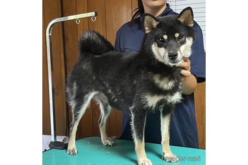 広瀬の黒桜号　　遠州広瀬荘ちゃん1枚目