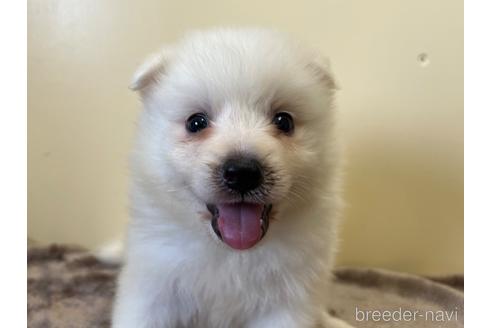 成約済の愛知県の日本スピッツ-190354の1枚目