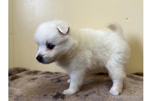 成約済の愛知県の日本スピッツ-190354の5枚目