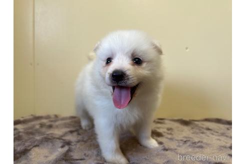 成約済の愛知県の日本スピッツ-190354の6枚目