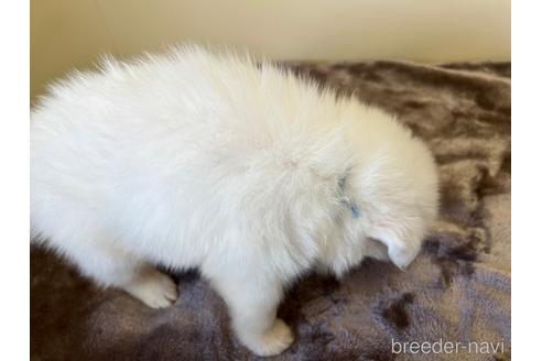 成約済の愛知県の日本スピッツ-190354の4枚目