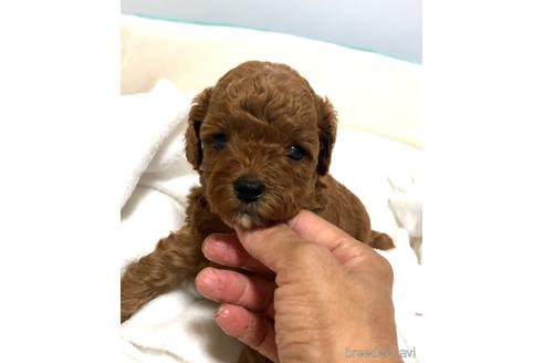 成約済の静岡県のトイプードル-190351の5枚目