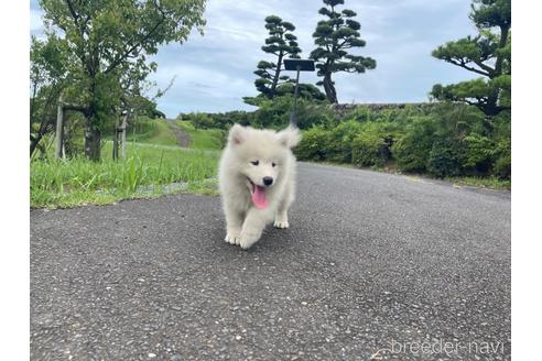 成約済の茨城県のサモエド-190357の4枚目