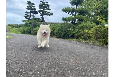 成約済の茨城県のサモエド-190357の5枚目