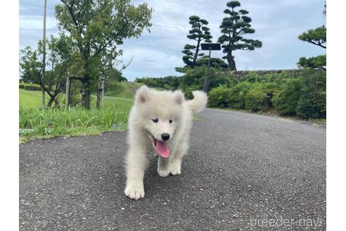 成約済の茨城県のサモエド-190357の6枚目