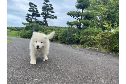 成約済の茨城県のサモエド-190357の7枚目