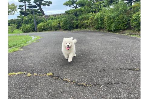成約済の茨城県のサモエド-190357の8枚目