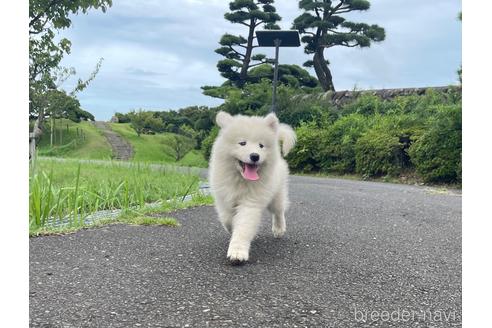 成約済の茨城県のサモエド-190357の2枚目