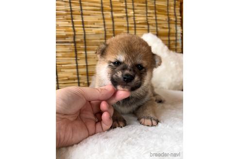 成約済の神奈川県の柴犬-190361の2枚目