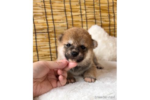 成約済の神奈川県の柴犬-190361の1枚目