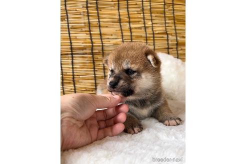 成約済の神奈川県の柴犬-190361の5枚目