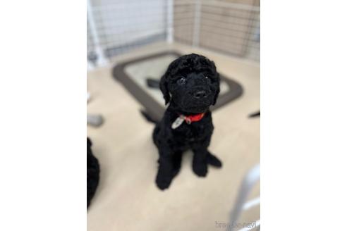 成約済の東京都のミックス犬-190366の43枚目
