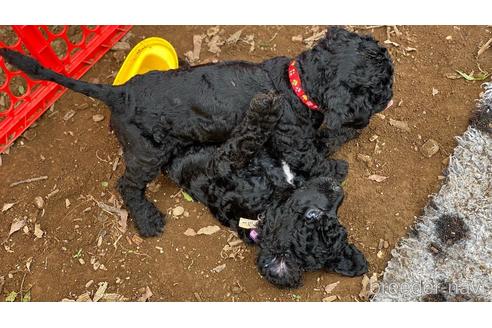 成約済の東京都のミックス犬-190366の40枚目