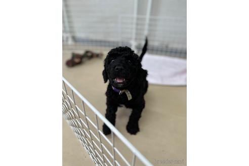 成約済の東京都のミックス犬-190367の18枚目