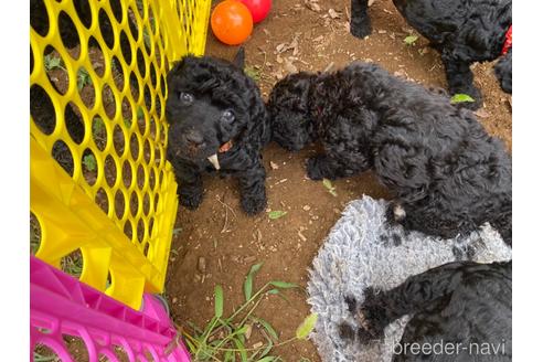 成約済の東京都のミックス犬-190367の10枚目