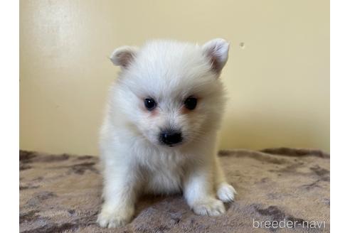 成約済の愛知県の日本スピッツ-190368の1枚目