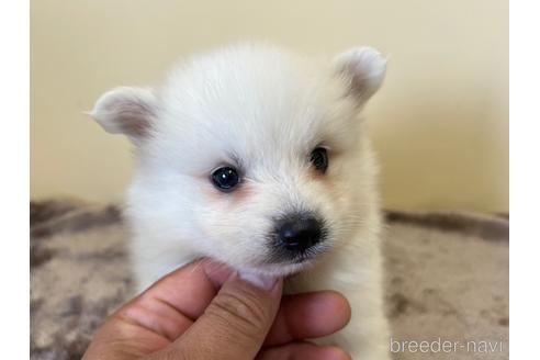 成約済の愛知県の日本スピッツ-190368の2枚目