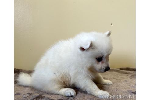 成約済の愛知県の日本スピッツ-190368の3枚目