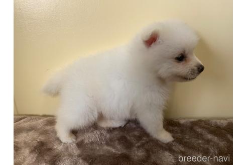 成約済の愛知県の日本スピッツ-190370の3枚目