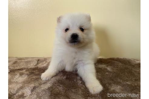 成約済の愛知県の日本スピッツ-190370の1枚目