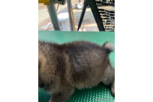 成約済の広島県の柴犬-190371の7枚目