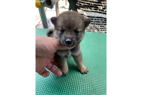 成約済の広島県の柴犬-190371の8枚目