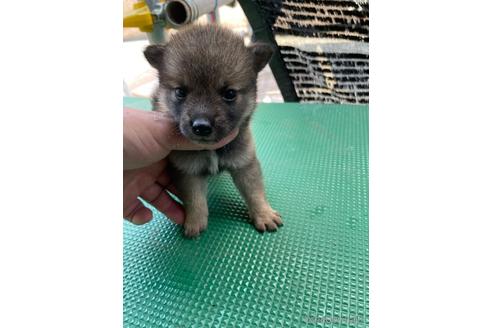 成約済の広島県の柴犬-190371の9枚目